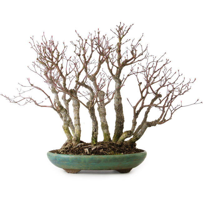 Acer palmatum Arakawa, 46 cm, ± 30 anni