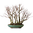 Acer palmatum Arakawa, 46 cm, ± 30 anni