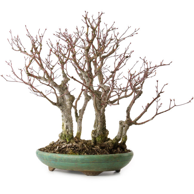 Acer palmatum Arakawa, 46 cm, ± 30 Jahre alt