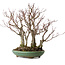 Acer palmatum Arakawa, 46 cm, ± 30 anni