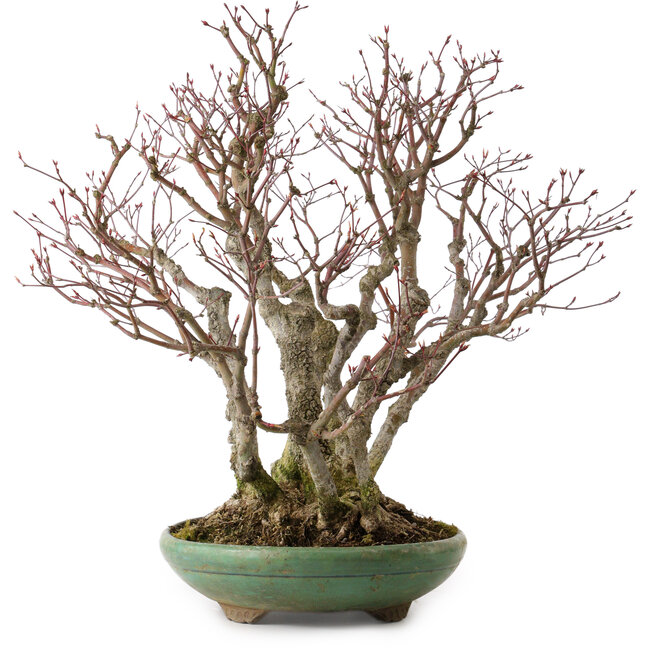 Acer palmatum Arakawa, 46 cm, ± 30 Jahre alt