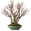 Acer palmatum Arakawa, 46 cm, ± 30 años de edad