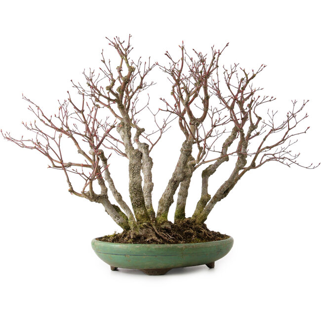 Acer palmatum Arakawa, 46 cm, ± 30 Jahre alt