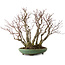 Acer palmatum Arakawa, 46 cm, ± 30 Jahre alt