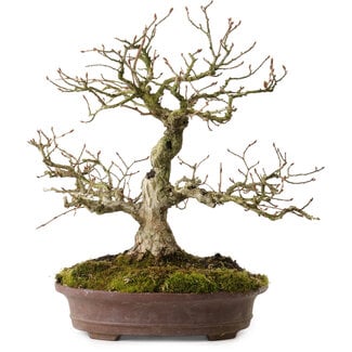 Carpinus coreana, 30 cm, ± 20 years old