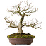 Carpinus coreana, 30 cm, ± 20 ans, avec un nebari de 9 cm