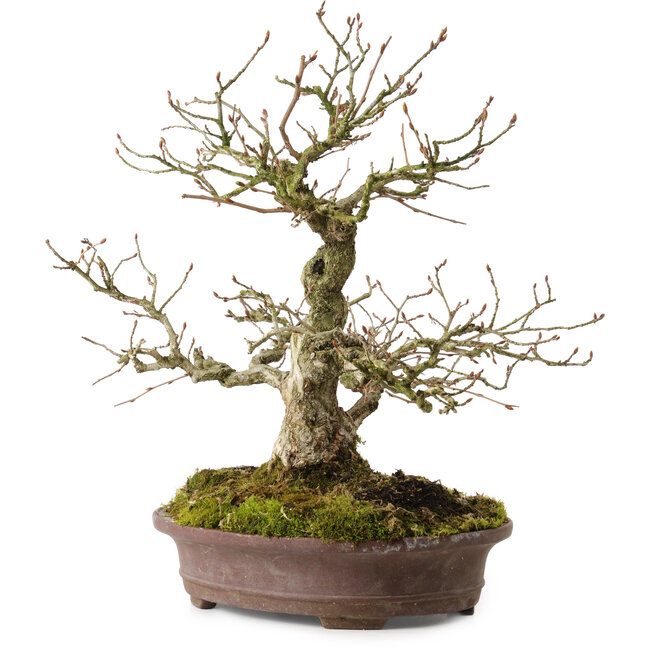 Carpinus coreana, 30 cm, ± 20 ans, avec un nebari de 9 cm