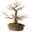 Carpinus coreana, 30 cm, ± 20 anni, con nebari di 9 cm