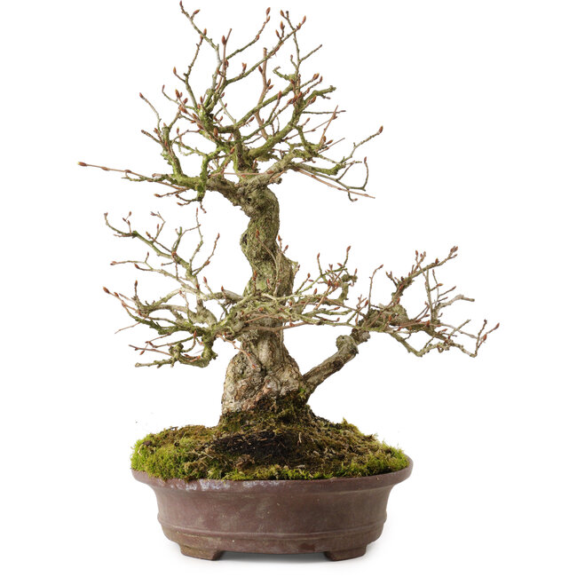 Carpinus coreana, 30 cm, ± 20 años, con un nebari de 9 cm