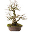 Carpinus coreana, 30 cm, ± 20 anni, con nebari di 9 cm