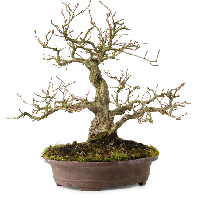 Carpinus coreana, 30 cm, ± 20 ans, avec un nebari de 9 cm