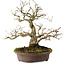 Carpinus coreana, 30 cm, ± 20 ans, avec un nebari de 9 cm