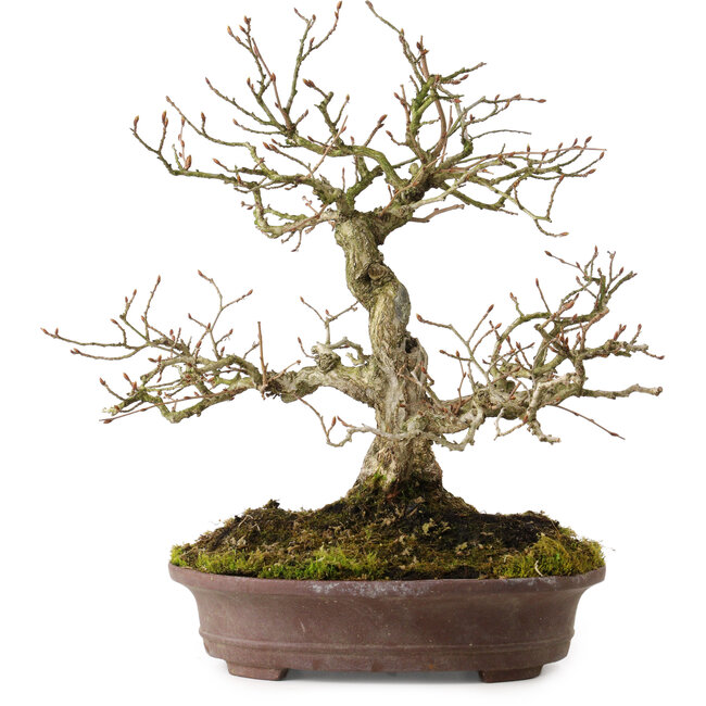 Carpinus coreana, 30 cm, ± 20 years old, with a nebari of 9 cm