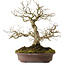 Carpinus coreana, 30 cm, ± 20 Jahre alt, mit einem Nebari von 9 cm