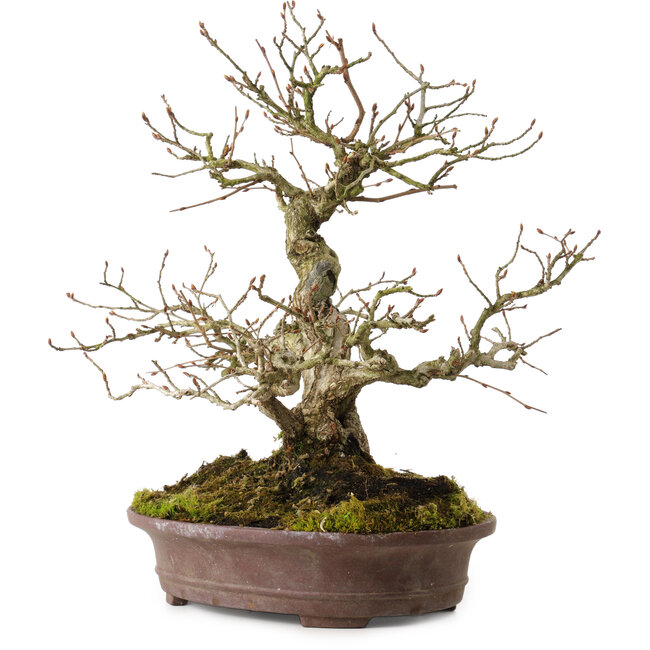 Carpinus coreana, 30 cm, ± 20 Jahre alt, mit einem Nebari von 9 cm