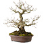 Carpinus coreana, 30 cm, ± 20 Jahre alt, mit einem Nebari von 9 cm