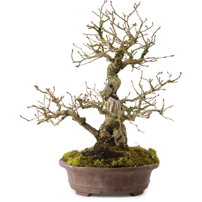 Carpinus coreana, 30 cm, ± 20 años, con un nebari de 9 cm