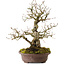 Carpinus coreana, 30 cm, ± 20 Jahre alt, mit einem Nebari von 9 cm
