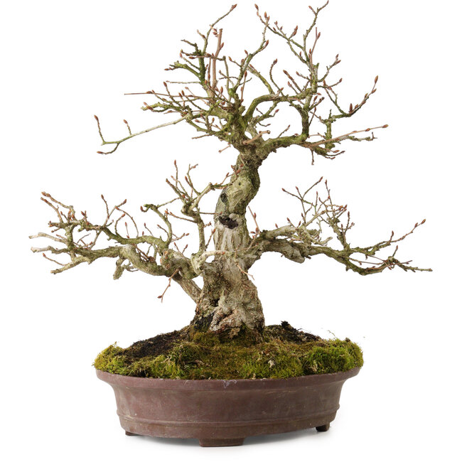 Carpinus coreana, 30 cm, ± 20 years old, with a nebari of 9 cm