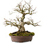 Carpinus coreana, 30 cm, ± 20 Jahre alt, mit einem Nebari von 9 cm