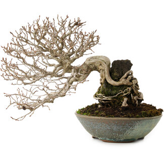 Carpinus coreana, 25 cm, ± 35 Jahre alt