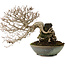 Carpinus coreana, 25 cm, ± 35 Jahre alt