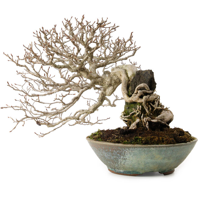 Carpinus coreana, 25 cm, ± 35 Jahre alt