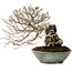 Carpinus coreana, 25 cm, ± 35 Jahre alt