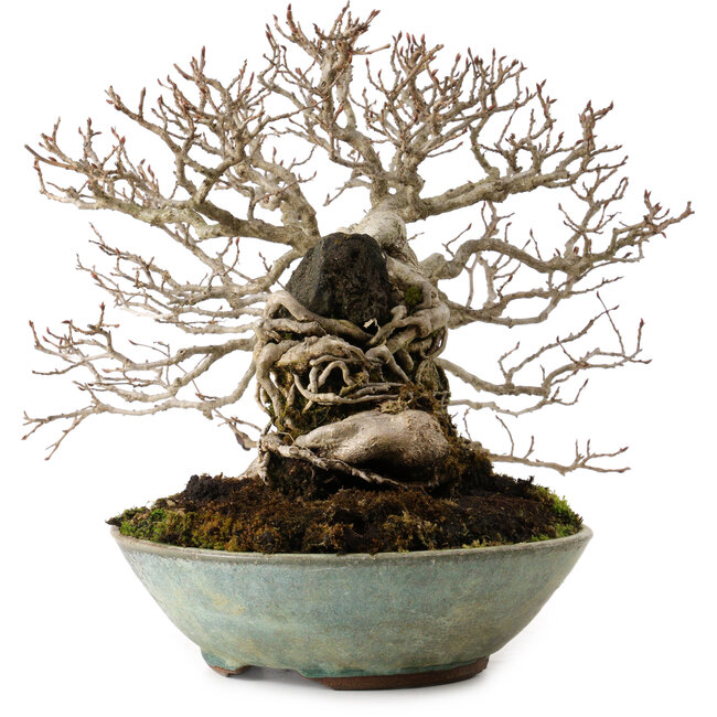 Carpinus coreana, 25 cm, ± 35 Jahre alt