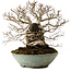 Carpinus coreana, 25 cm, ± 35 Jahre alt