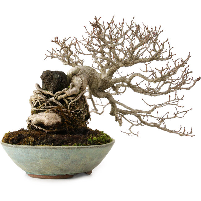 Carpinus coreana, 25 cm, ± 35 Jahre alt
