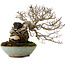 Carpinus coreana, 25 cm, ± 35 Jahre alt