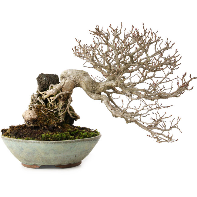 Carpinus coreana, 25 cm, ± 35 Jahre alt