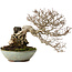 Carpinus coreana, 25 cm, ± 35 Jahre alt