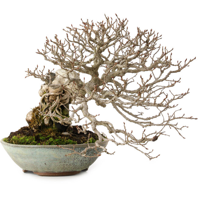 Carpinus coreana, 25 cm, ± 35 Jahre alt