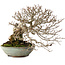Carpinus coreana, 25 cm, ± 35 Jahre alt