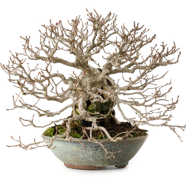 Carpinus coreana, 25 cm, ± 35 Jahre alt