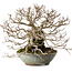 Carpinus coreana, 25 cm, ± 35 Jahre alt