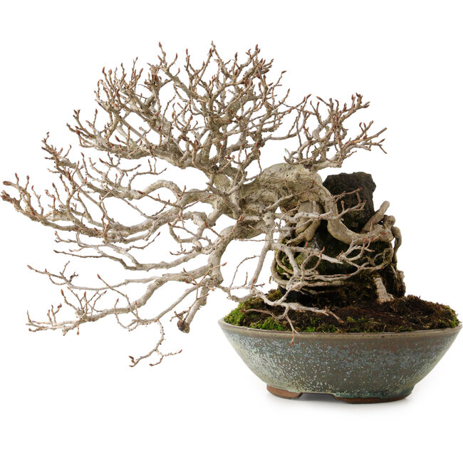Carpinus coreana, 25 cm, ± 35 Jahre alt