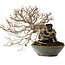 Carpinus coreana, 25 cm, ± 35 Jahre alt