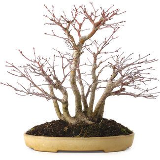 Reihou Acer palmatum, 30 cm, ± 20 jaar oud