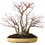 Acer palmatum, 30 cm, ± 20 ans, dans un pot japonais fait main par Reihou, avec un nebari de 12 cm