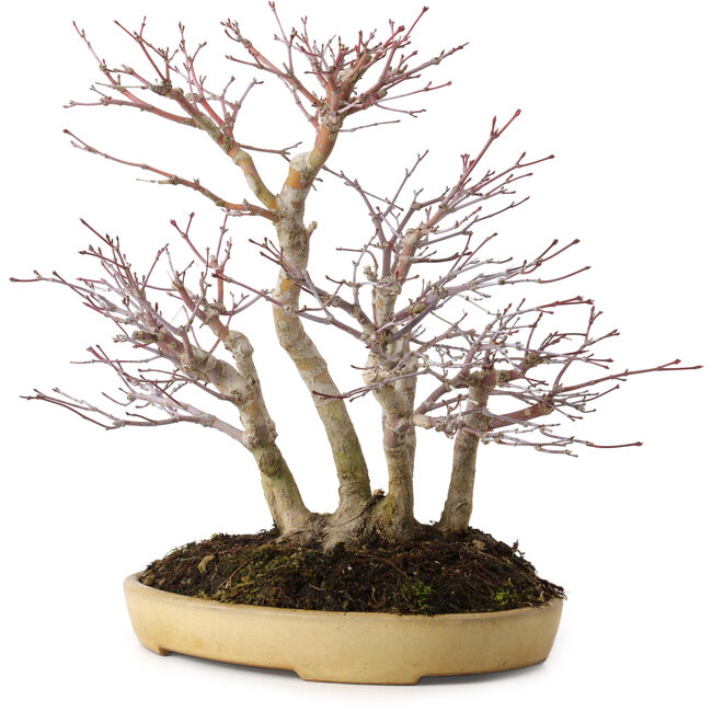 Acer palmatum, 30 cm, ± 20 years old, in a handmade Japanese pot by Reihou, with a nebari of 12 cm