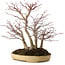Acer palmatum, 30 cm, ± 20 anni, in vaso giapponese fatto a mano da Reihou, con nebari di 12 cm