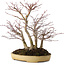 Acer palmatum, 30 cm, ± 20 ans, dans un pot japonais fait main par Reihou, avec un nebari de 12 cm