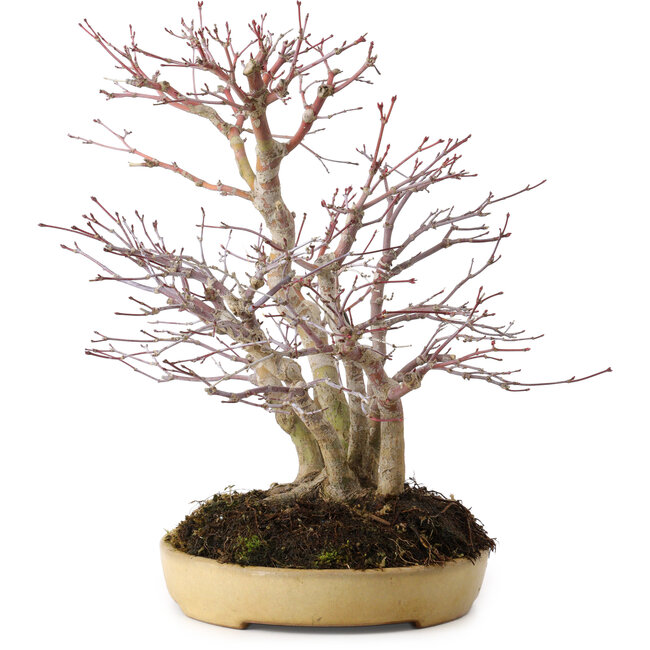 Acer palmatum, 30 cm, ± 20 jaar oud, in een handgemaakte Japanse pot van Reihou, met een nebari van 12 cm.