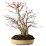 Acer palmatum, 30 cm, ± 20 años, en una maceta japonesa hecha a mano por Reihou, con un nebari de 12 cm.