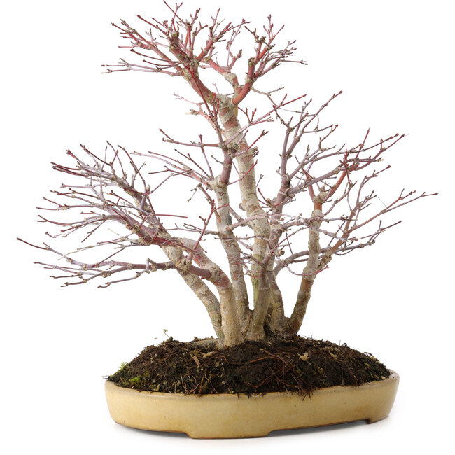 Acer palmatum, 30 cm, ± 20 anni, in vaso giapponese fatto a mano da Reihou, con nebari di 12 cm