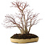 Acer palmatum, 30 cm, ± 20 jaar oud, in een handgemaakte Japanse pot van Reihou, met een nebari van 12 cm.