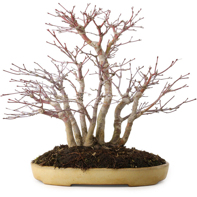 Acer palmatum, 30 cm, ± 20 jaar oud, in een handgemaakte Japanse pot van Reihou, met een nebari van 12 cm.